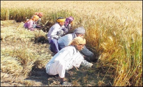 Wheat farmers agric